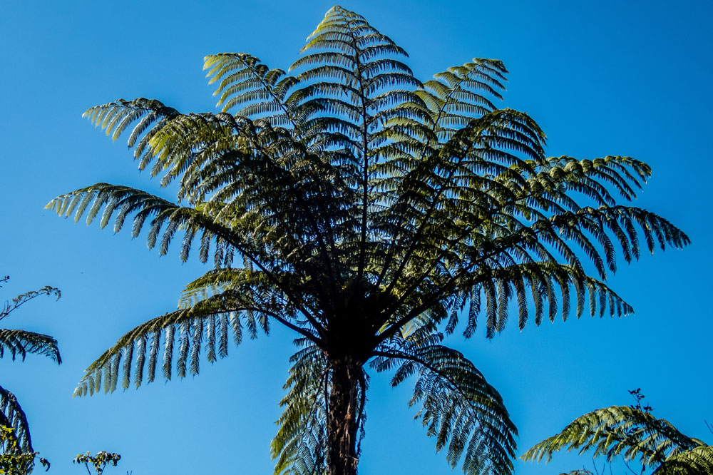 New Zealand